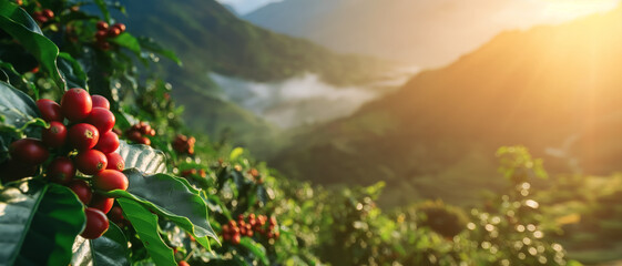 Morning sun shines over coffee plantation or farm. Red raw berries on small shrubs in foreground; mist over hills background. Generative AI - obrazy, fototapety, plakaty