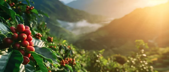 Foto op Aluminium Morning sun shines over coffee plantation or farm. Red raw berries on small shrubs in foreground  mist over hills background. Generative AI © Lubo Ivanko