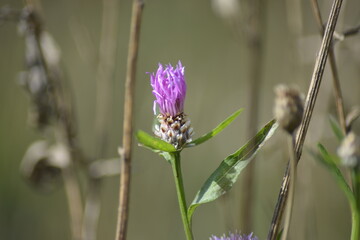 Zarte lila Wildblume im Entstehen