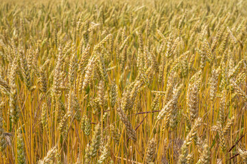 ears of wheat swing in the wind