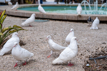 Group of white pigeons on gravel with a fountain in the background, creating a peaceful scene in an urban park setting.