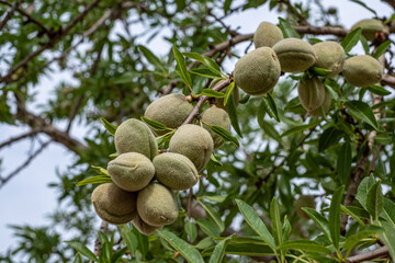 A bountiful branch of almond fruits with fuzzy exteriors nestled among green leaves, in a natural orchard setting.