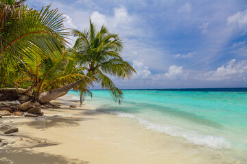 Fototapeta na wymiar Bending palm tree on tropical beach - vacation background