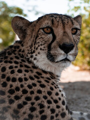 portrait of a cheetah on safari