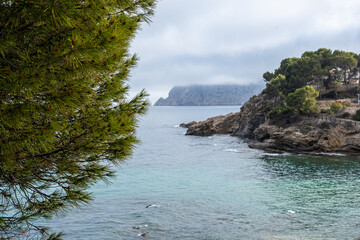 Obraz premium Coastal view framed by pine branches, capturing a turquoise sea against a backdrop of a fog veiled headland.