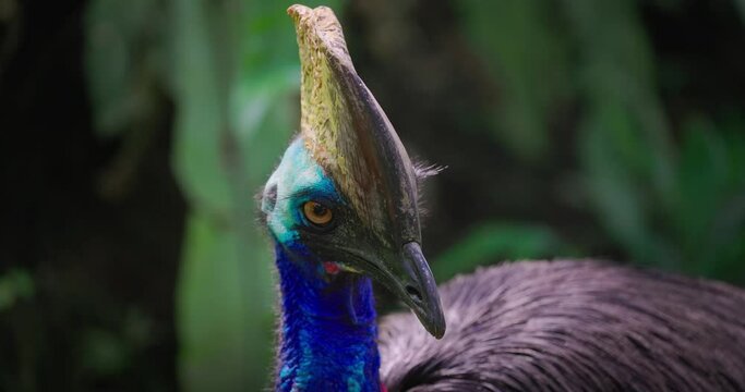 Close-up of a cassowary, opens its mouth and growls. Southern Cassowary.