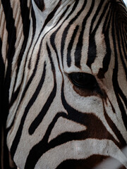 Fototapeta na wymiar zebra skin texture and eye