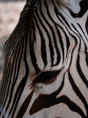 Fototapeta na wymiar zebra face ana eye close up