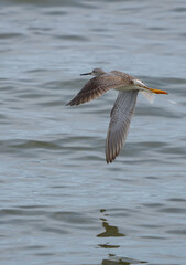 Greater Yellowlegs Shorebird Flying over the Marsh