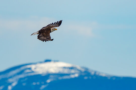 Young Bald Eagle Hunting a School of Herring