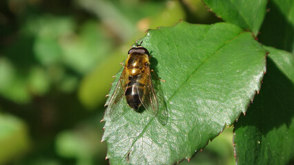 Early epistrophe hover fly (Epistrophe eligans), male basking on a leaf of a rose plant