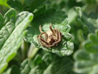 European nursery web spider (Pisaura mirabilis), female relaxing on a catmint leaf