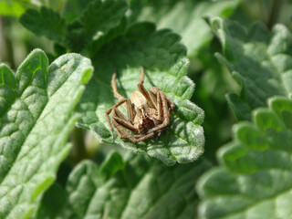 European nursery web spider (Pisaura mirabilis), female relaxing on a catmint leaf