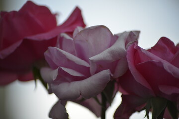 Blühende pinke Rose