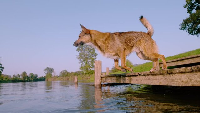 SLOW MOTION, CLOSE UP: Mixed breed dog eagerly leaps off a dock into the water to retrieve a floating ball. Waterdrops are splashing around when playful dog jumps into fresh river from a small dock.