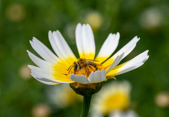 Detail of a bee on a cape daisy with yellow pollen in the field