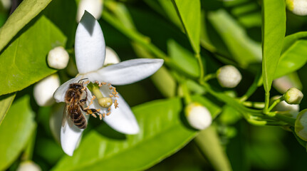 Detail of a bee on a white orange blossom