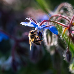 Detail of a bee on a blue borage flower in the field