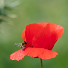 Detail of a bee on a red poppy in the field