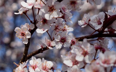 Blossoms in Spring