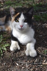 Polydactyl Pussycat