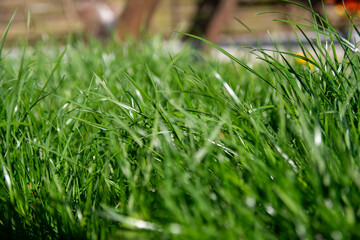 zielona trawa, green grass