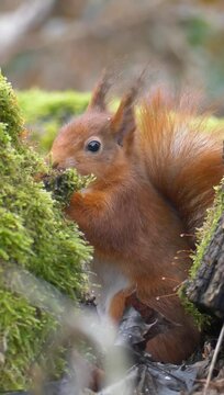 Vertical footage of squirrel sitting behind a mossy tree stump and eating against blur background