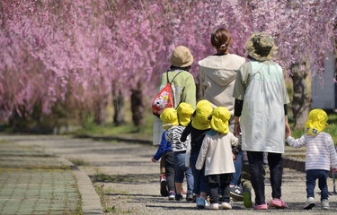 春・桜・園児の散歩