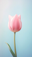 Fototapeta premium Beautiful tulip bouquet