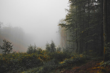 Mysterious misty autumn forest