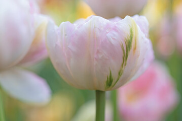 Closeup of bright pink tulip with green stripe on blurred background 
