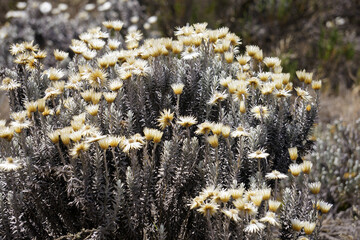 Clump of wildflowers on a high altitude plateau on the flank of Mount Kilimanjaro