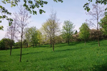 The beginning of spring. Photo taken at 2 p.m - European beautiful landscape of a city park with green areas. In the foreground there are naked trees, and in the distance the trees coming to life.