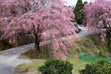 Fototapeta premium 頓定の二本のしだれ桜 （高知県 香美市）