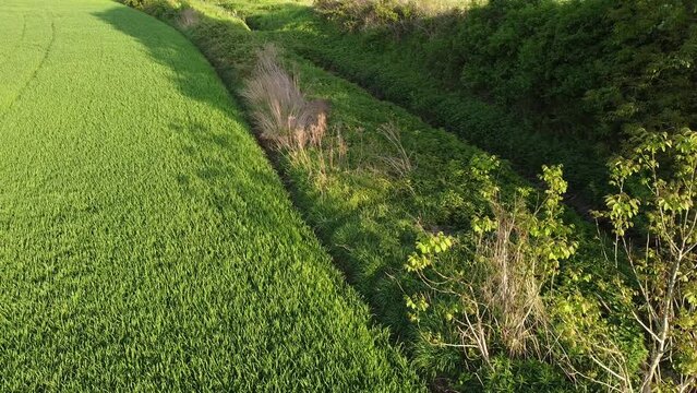 Wheat field border in spring