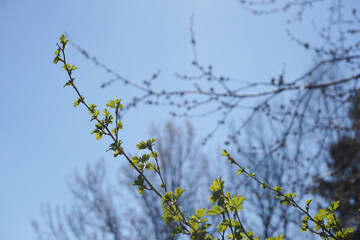 Low angle view of flowering plant against sky
