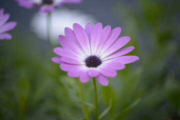 Obraz premium Sanfte violette Blume mit dunkler Mitte