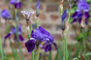 Purple iris flowers in springtime, at the historic walled garden at Eastcote House, Hillingdon, UK. 