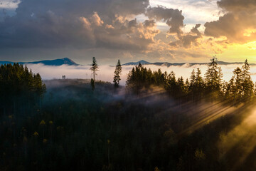 Foggy green pine forest with canopies of spruce trees and sunrise rays shining through branches in...