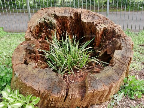 Gras im hohlen Baumstamm