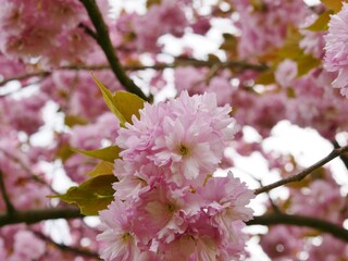 Rosa Kirschblüte am japanischen Kirschbaum