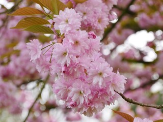 Fototapeta premium Rosa Kirschblüte am japanischen Kirschbaum
