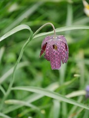Gefleckte lila Tulpe