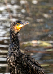 Great Cormorant (Phalacrocorax carbo) - Found on coasts worldwide