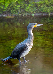 Great Cormorant (Phalacrocorax carbo) - Found on coasts worldwide
