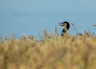 Great Cormorant (Phalacrocorax carbo) - Found on coasts worldwide