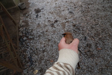 A small bird in a hand
