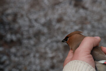 A small bird in a hand