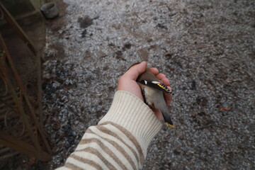 A small bird in a hand