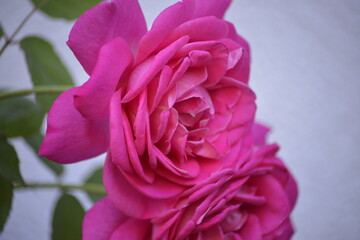 Blühende pinke Rose